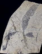 Quercus rhenana (KRAUSEL & WEYLAND 1950) - Bild © FossNet FossilienStore